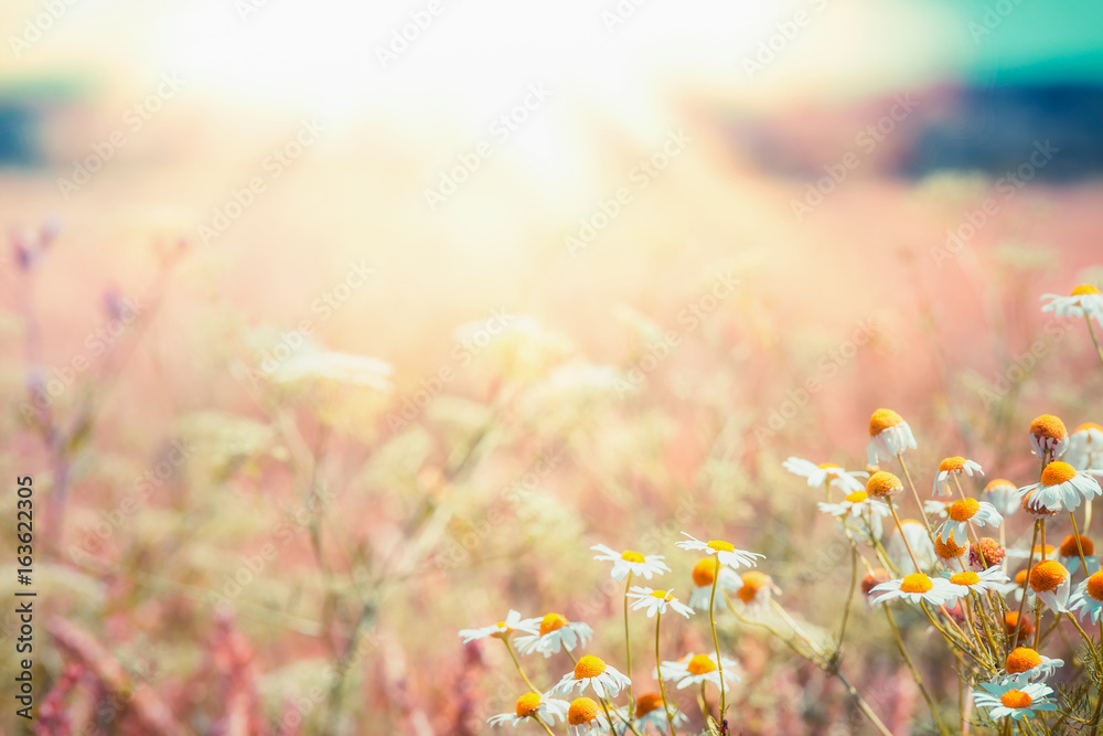 Late summer country landscape with daisies meadow and sunbeam, Beautiful  summer outdoor nature background with wild flowers