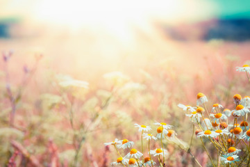 Late summer country landscape with daisies meadow and sunbeam, Beautiful  summer outdoor nature background with wild flowers