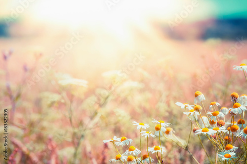 Fototapeta Naklejka Na Ścianę i Meble -  Late summer country landscape with daisies meadow and sunbeam, Beautiful  summer outdoor nature background with wild flowers