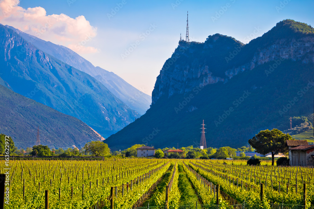 Vineyards and Alpine landscape in Arco - obrazy, fototapety, plakaty 