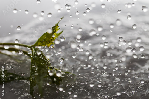 Green leaf and falling water drops.