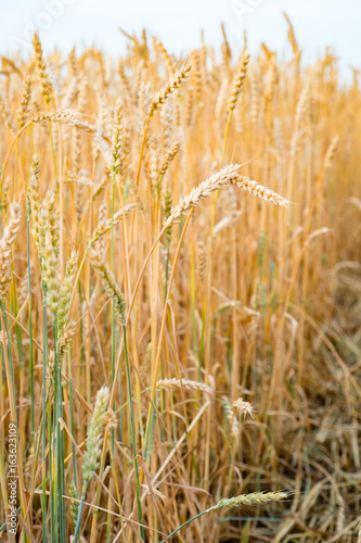 A field of Rye close up