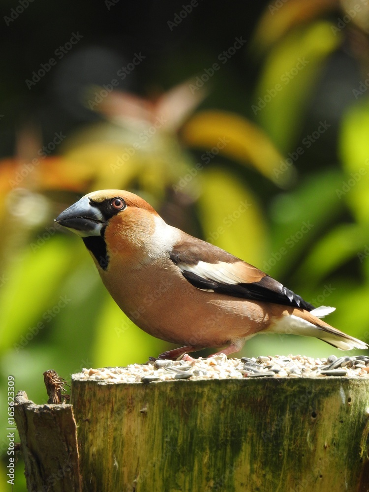 Fototapeta premium Beautiful male hawfinch