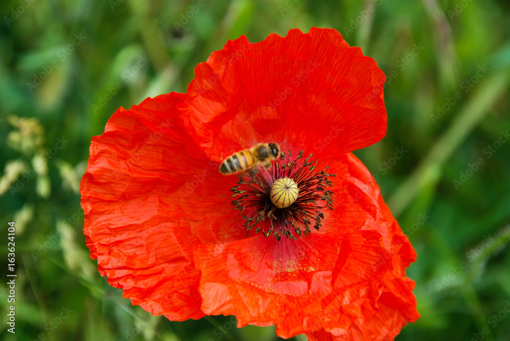A red poppy in the meadow with a bee A red poppy in the meadow with a bee