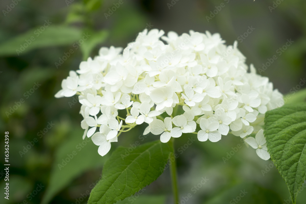 Weiße Hortensie Weiße Hortensie