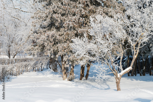 Winter frosty morning