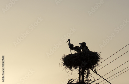 Stork silhouette on a sunset background