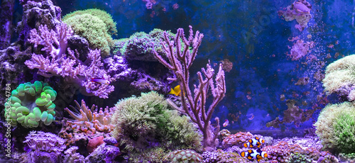 Reef tank, marine aquarium full of fishes and plants. Tank filled with water for keeping live underwater animals. Gorgonaria, Clavularia. Zoanthus. Zebrasoma. Percula. Oxycirrhites typus, Bleeker.