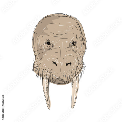 Walrus Head Drawing