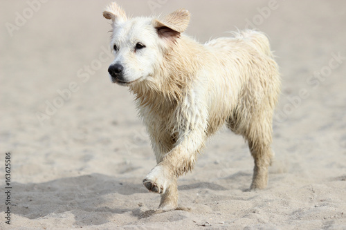 Wet and dirty dog running in the open air