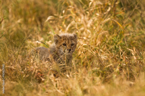Cheetah cub