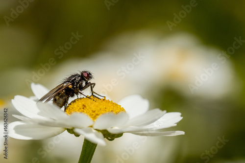 Common housefly (Musca domestica)