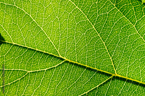 Фото текстура зеленого листа на солнце