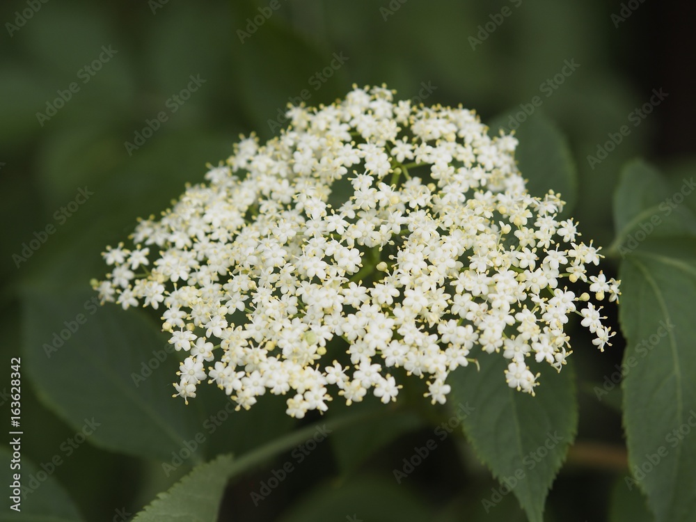 Sammlerfreude - Frische Holunderblüten im Frühling Sammlerfreude - Frische Holunderblüten im Frühling
