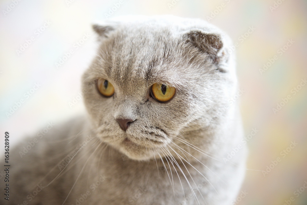 Scottish Fold. Portrait of a gray adult cat. Selective focus

