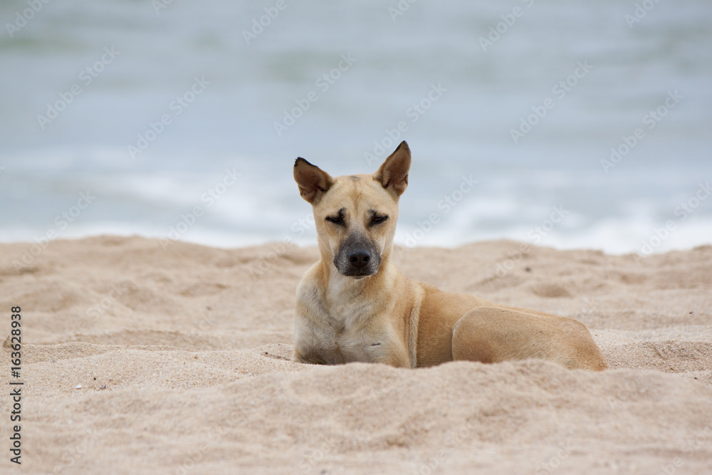 Brown dog sitting on the sand beach.