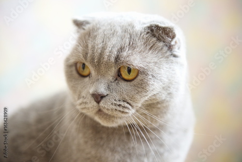 Scottish Fold. Portrait of a gray adult cat. Selective focus 