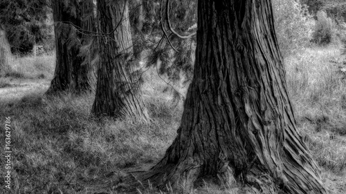 Dreamy black and white image of trees in a forest