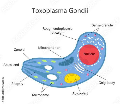Toxoplasma Gondii Structure