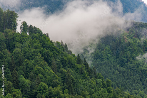 Misty and foggy mountain conifer © marcin jucha