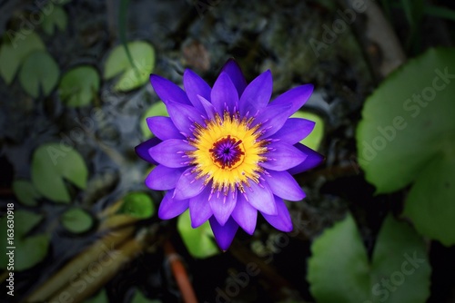 Close up violet lotus blooming