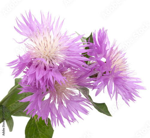 Lilac flower asters