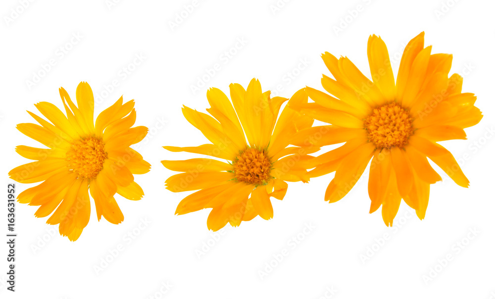 Naklejka premium Orange flower