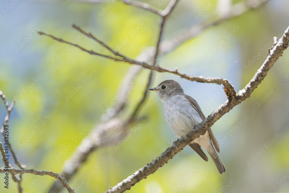 コサメビタキ(Asian brown flycatcher)