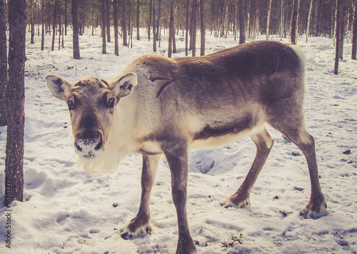 Reindeer 