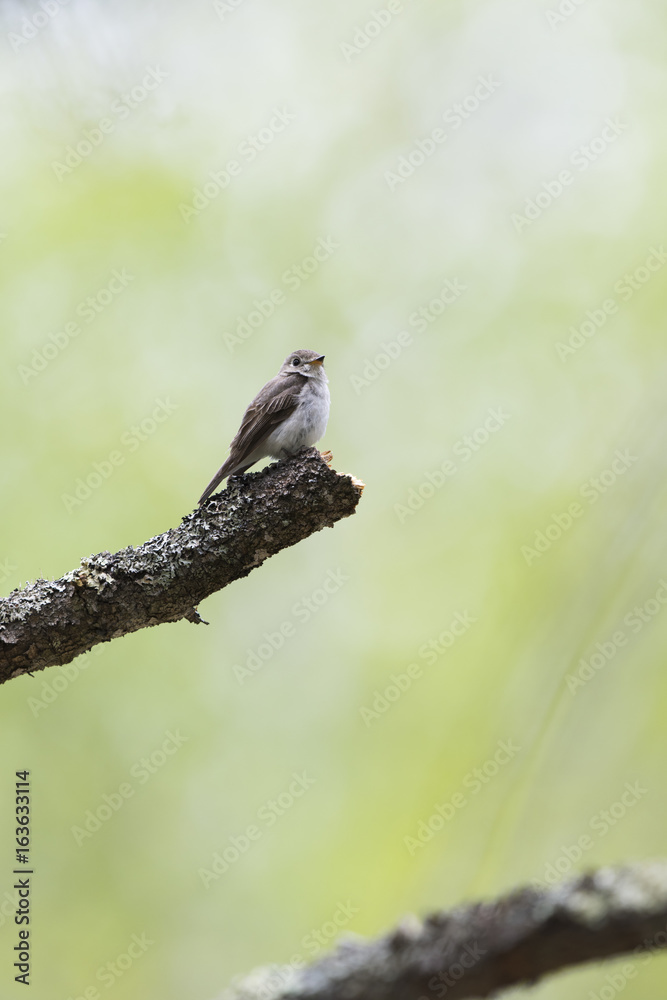 Obraz premium コサメビタキ(Asian brown flycatcher)
