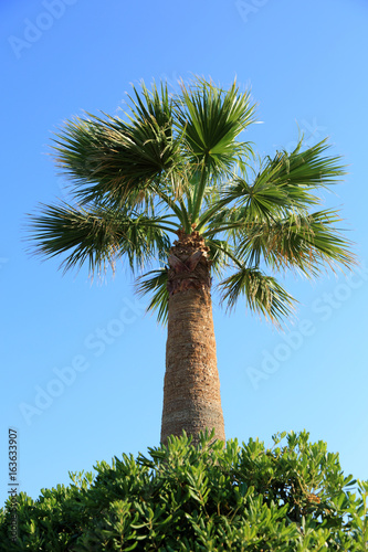 Piękna gruba palma na tle błękitnego nieba w Grecji.