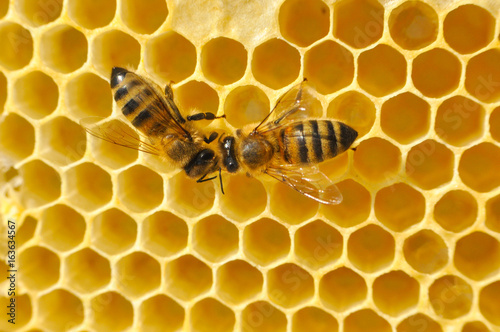 Honey bees in a beehive on honeycomb. Close up of honey bee in honeycomb. Swarm of bee worker in a beehive © Ivan