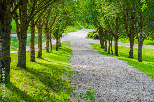 Empty alley in the shade of the trees