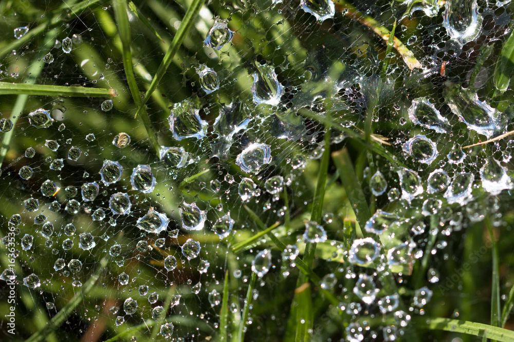 Spider web on green grass with drops of water Spider web on green grass with drops of water