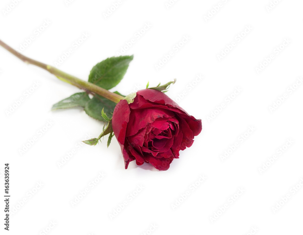 Pink rose with leaves isolated on white background for valentine's day or romantic event.(selective focus) Pink rose with leaves isolated on white background for valentine's day or romantic event.(selective focus)