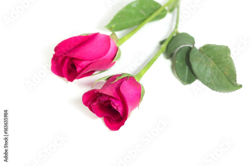 Pink rose with leaves isolated on white background for valentine s day or romantic event. selective focus 