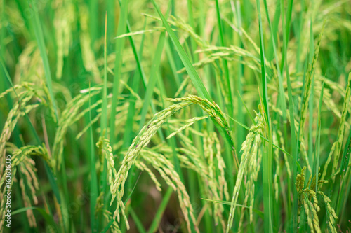 Green rice in Cultivated Agricultural Field Early Stage of Farming Plant Development  Selective Focus with Shallow Depth of Field 