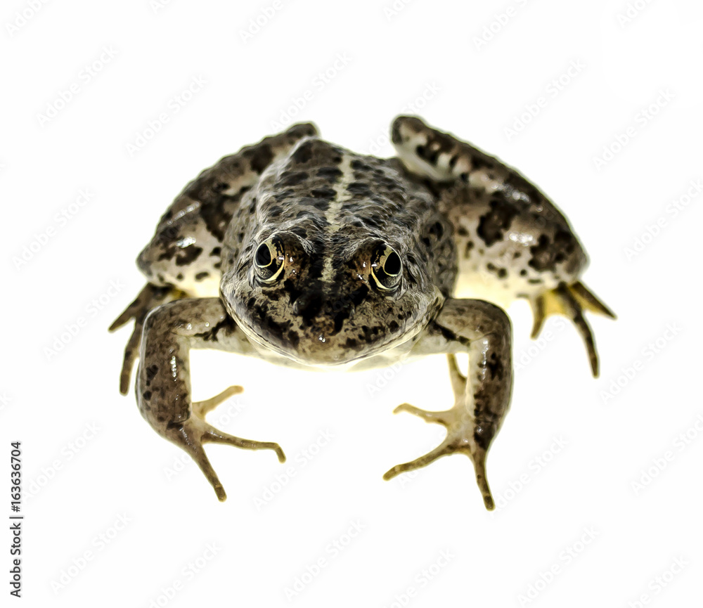 Fototapeta premium Frog on white background