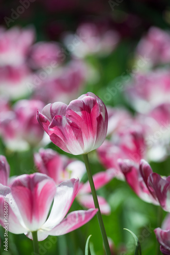 Pink tulips © gnomeandi