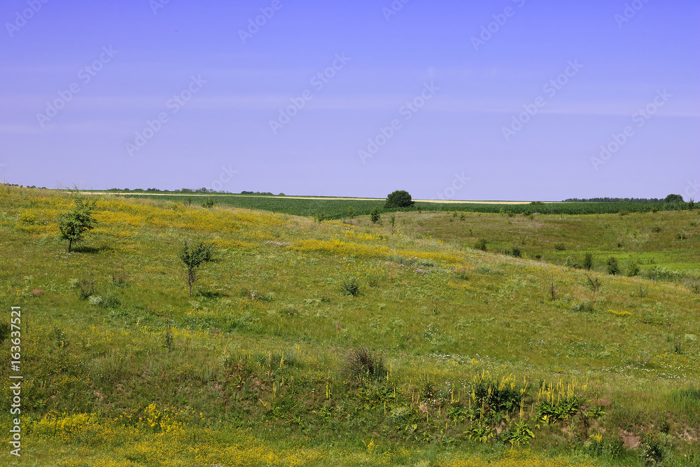 Meadows and fields in the summer