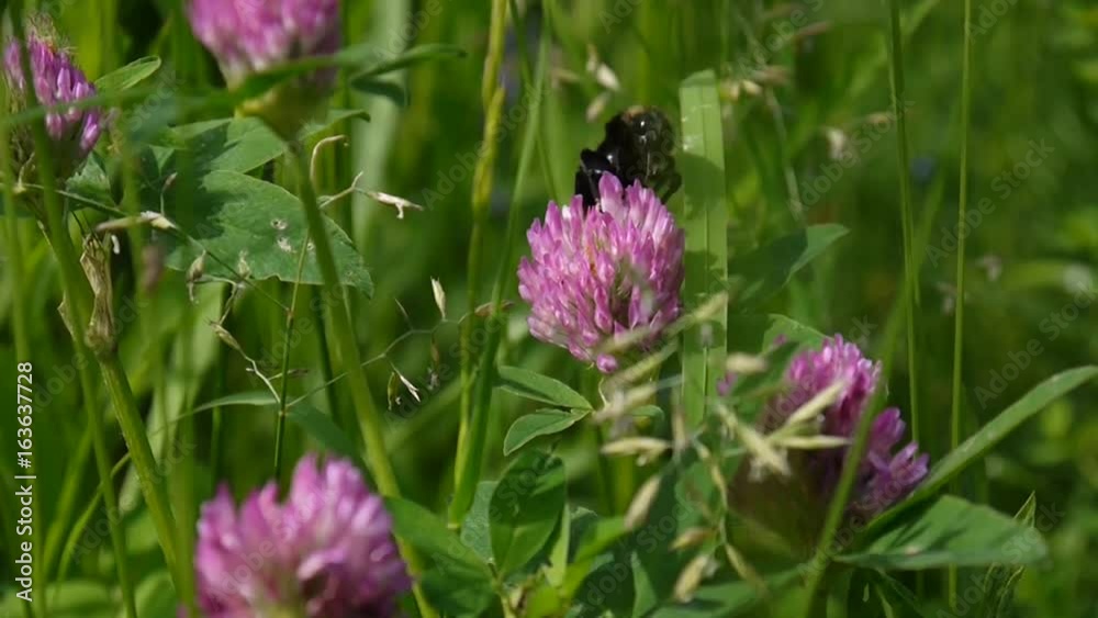 The bumblebee sits on a red clover flower. Close up video. Shooting of static camera.