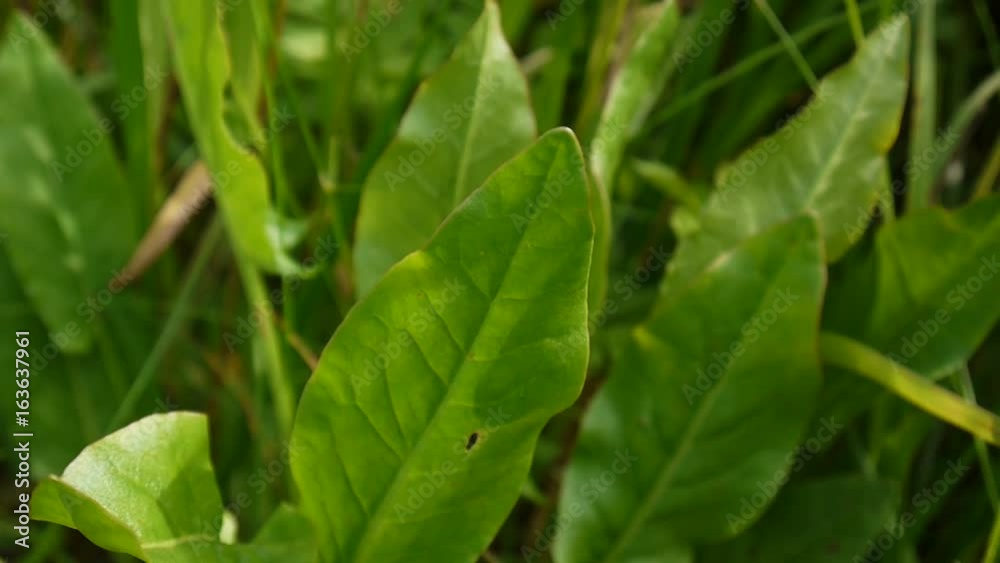 Green leafs of sour dock. Rumex acetosa in the field. Green leafs of sour dock. Rumex acetosa in the field.
