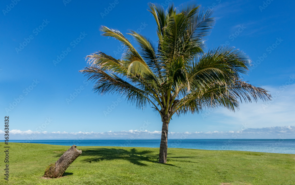 palm tree near beach palm tree near beach