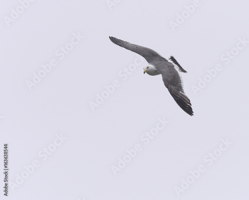 Flying seagull over sky.