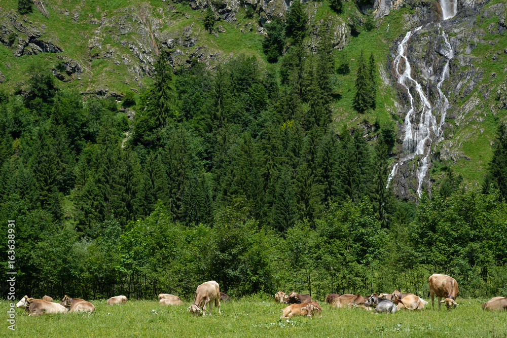 Fototapeta premium Alm mit Kühen und Wald und Wasserfall im Allgäu