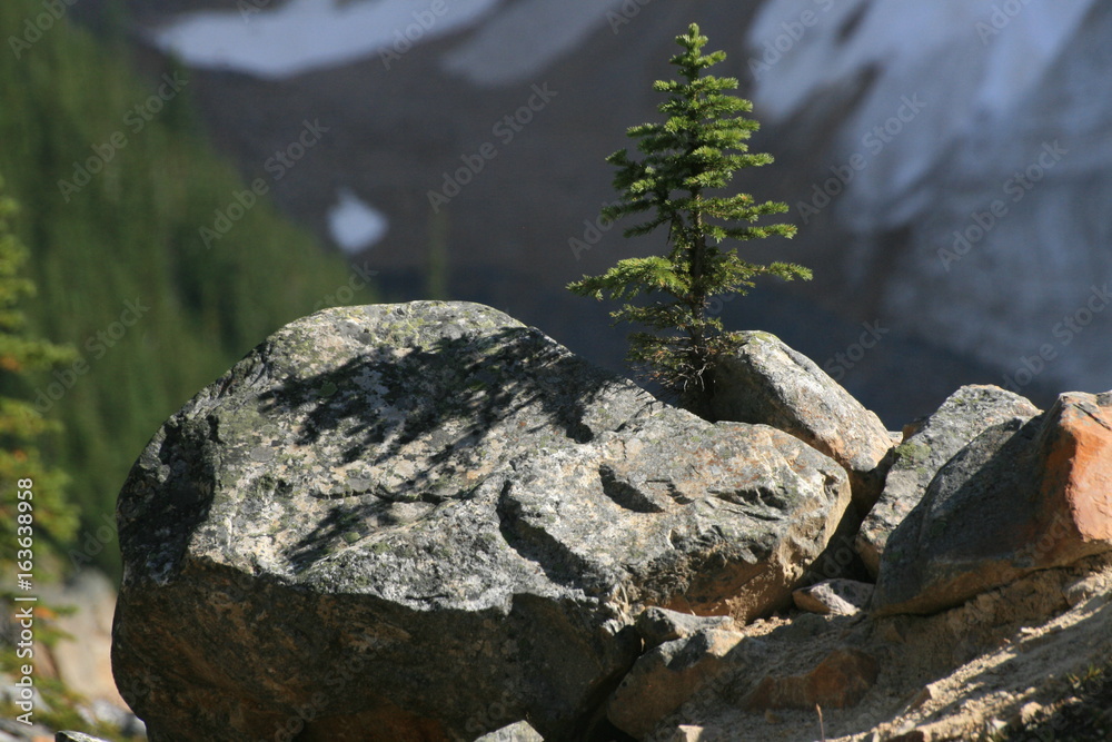 Fototapeta premium pousse de sapin en colombie britanique
