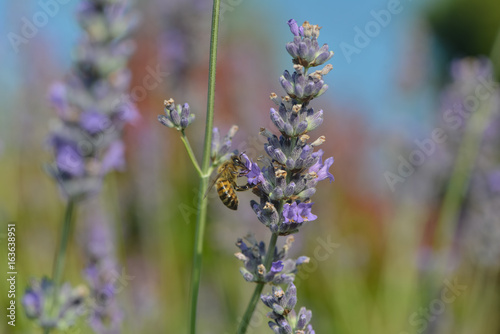 Biene sammelt Nektar im Lavendel