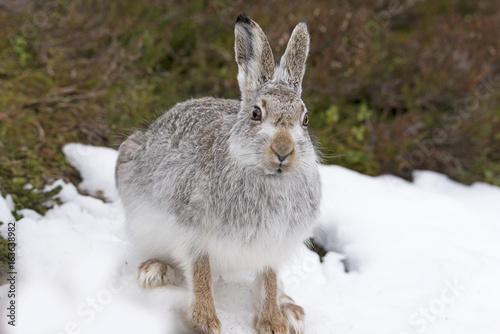 Mountain hare, Lepus timidus, Sitting 