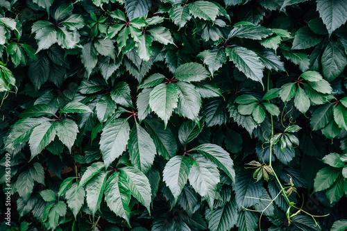 Green floral background, summer green leaves background photo