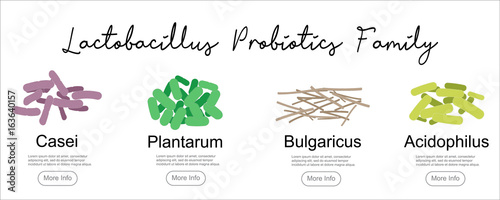 Probiotics Lactobacillus family, vector illustration. Good bacteria microorganism isolated on white background. Probiotics vector concept. photo